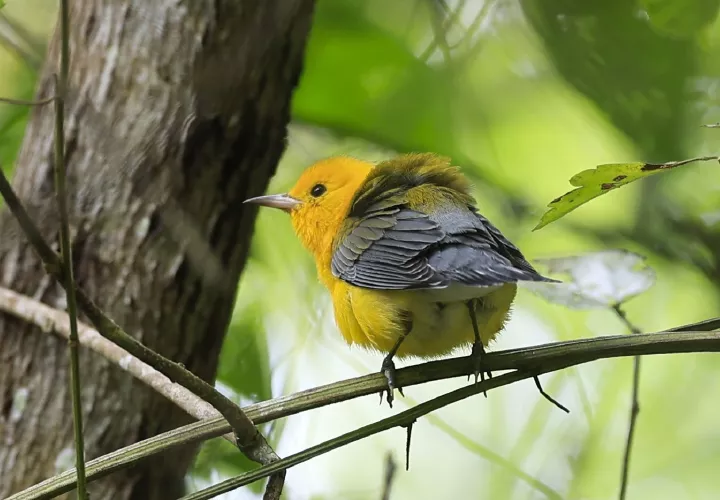 Se busca proteger todo tipo de especies.