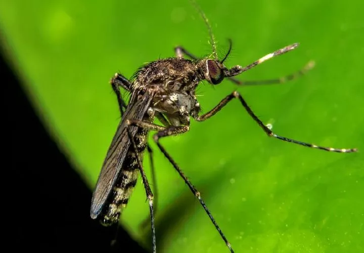 La provincia de Darién reporta unos 312 casos.