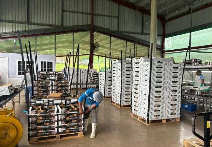 Se enviaron 4 contenedores con piña.