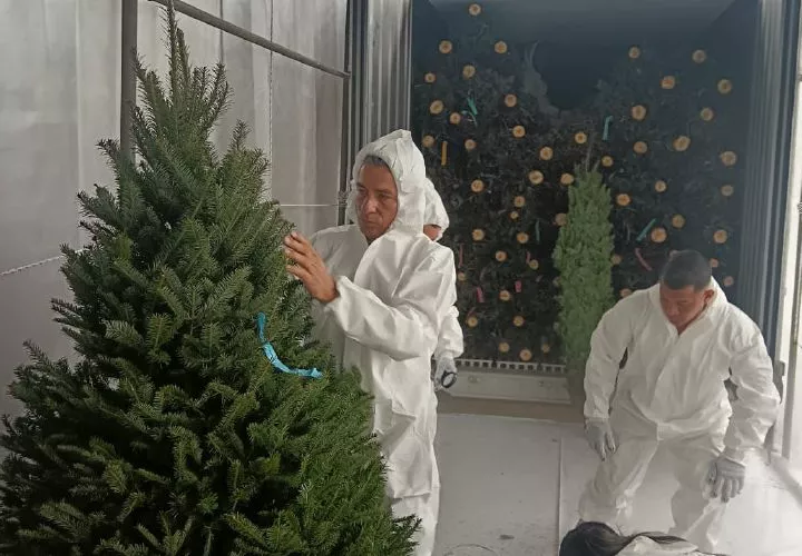 Inspección de los arbolitos de Navidad.