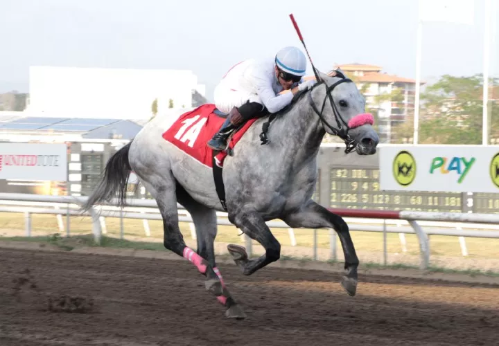 El ejemplar Tomasito en la recta final.