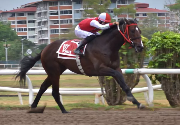 El ejemplar argentino Nux será uno de los participantes del Clásico Día Internacional del Trabajador, el cual se disputará este domingo en el Hipódromo Presidente Remón. 