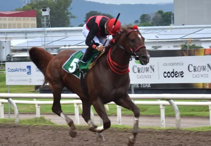El ejemplar Takao cuando había tomado el control de la carrera en la recta final de la pista del Hipódromo Presidente Remón.