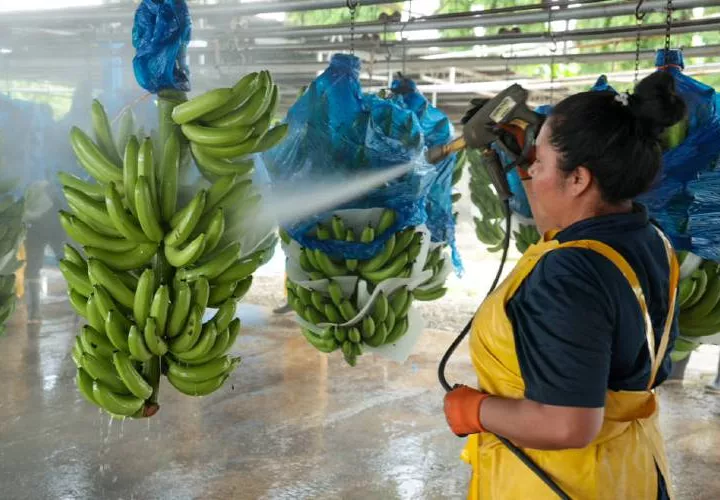 Producción de banano.