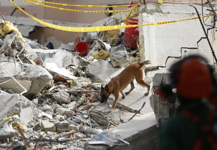 Un perro de rescate participa en una jornada de búsqueda en una zona afectada por el terremoto este miércoles, en Cali.