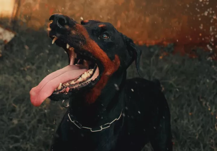 Se recomienda entrenar a los perros para que se sientan seguros en su entorno. Foto: Pexels