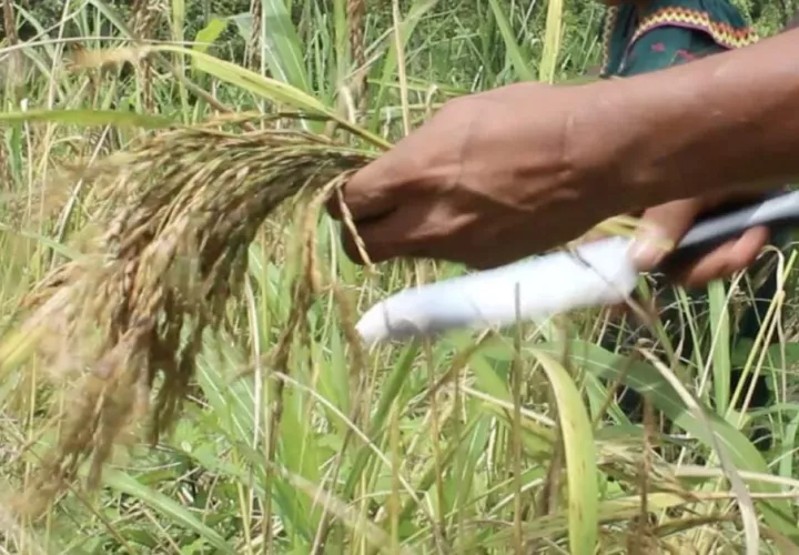 El arroz, un cultivo y un alimento como ningún otro en Panamá. Foto: Cortesía