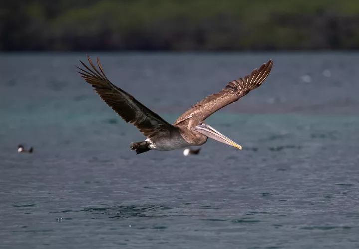 OMS, gripe aviar, H5N1, en humanos, población, infectarse