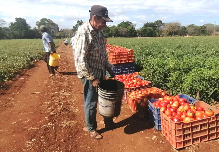 Productores de tomate en Los Santos.