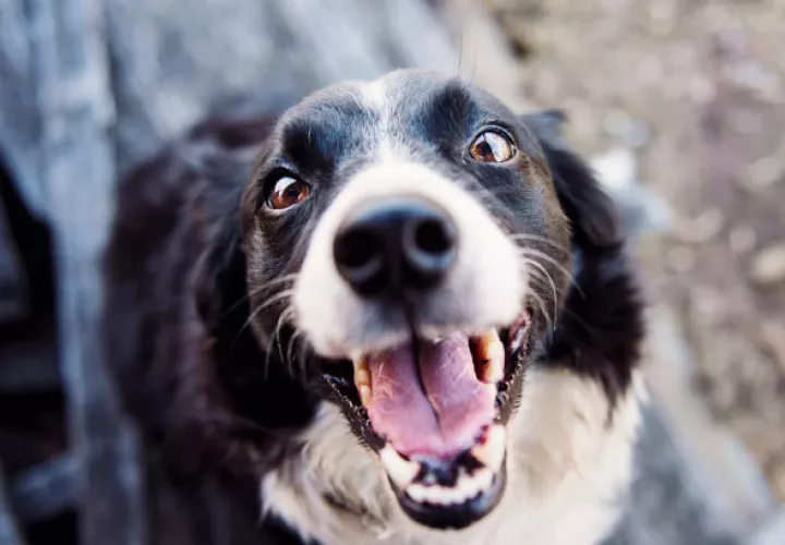 Se ofrecerán 200 vacunas C5/Múltiples y desparasitantes gratuitos. Foto: Pexels