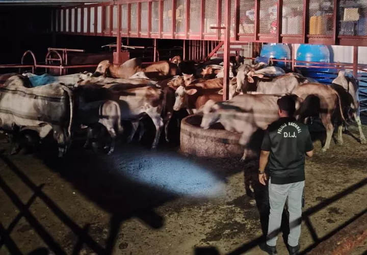 recuperan, 36 reses, hurtadas, Coclé, Costa Abajo de Colón 