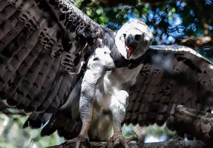 “Panamá” nació en el aviario del Metro Zoo de Miami, Estados Unidos. Foto: Cortesía