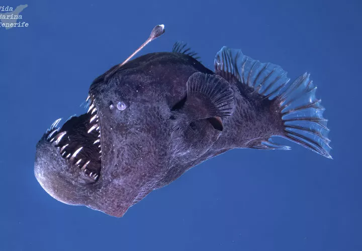avistamiento, pez, diablo negro, rape abisal, a plena luz, Canarias