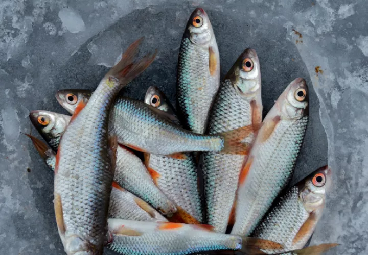 El pescado es uno de los alimentos que te ayudará a la salud de tu cerebro. Foto: PEXELS