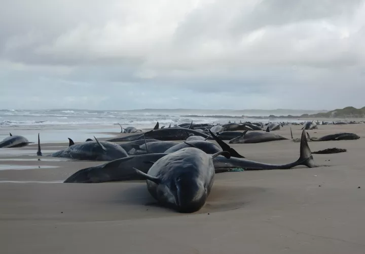 157 ballenas, murieron, serán sacrificadas, varadas, playa, Tasmania