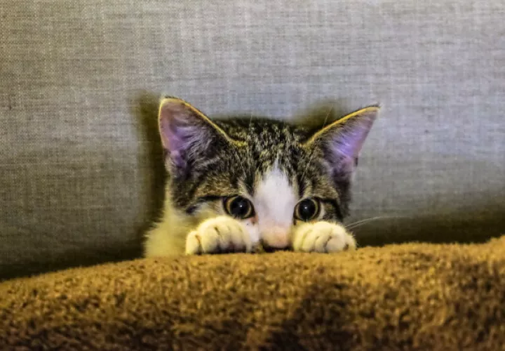 Los gatos se han convertido en algunas de las macotas preferidas por muchos. Foto: Pexels