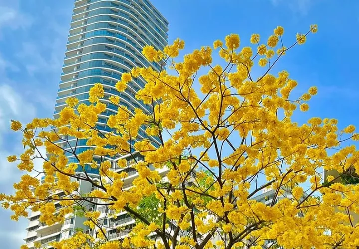 Este proyecto marca el inicio de una nueva era en “reverdecimiento urbano”. Foto: Cortesía
