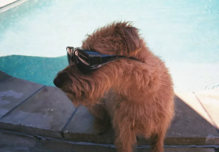 Si lo vas a dejar en casa procura decirle a una persona responsable que los alimente. Foto: Pexels