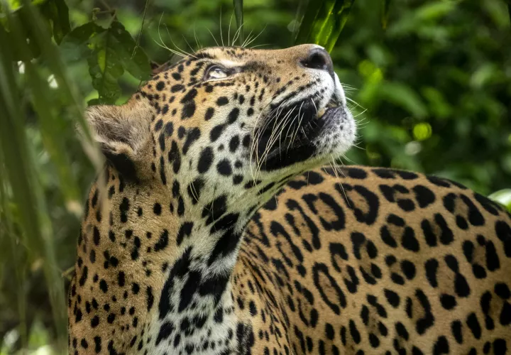 Este primer sábado de marzo, Panamá conmemora el Día Nacional de los Felinos Silvestres. Foto: Cortesía