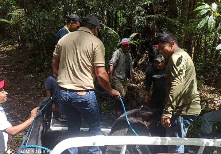 Tapir muerte en el auto de Mi Ambiente.