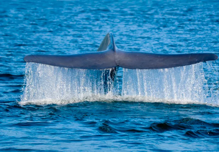 Las ballenas azules aún están en peligro de extinción. Foto:  Rodrigo Hucke-Gaete