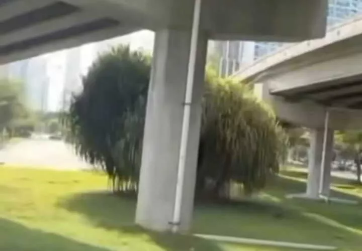 Área donde ocurrió el accidente fatal.