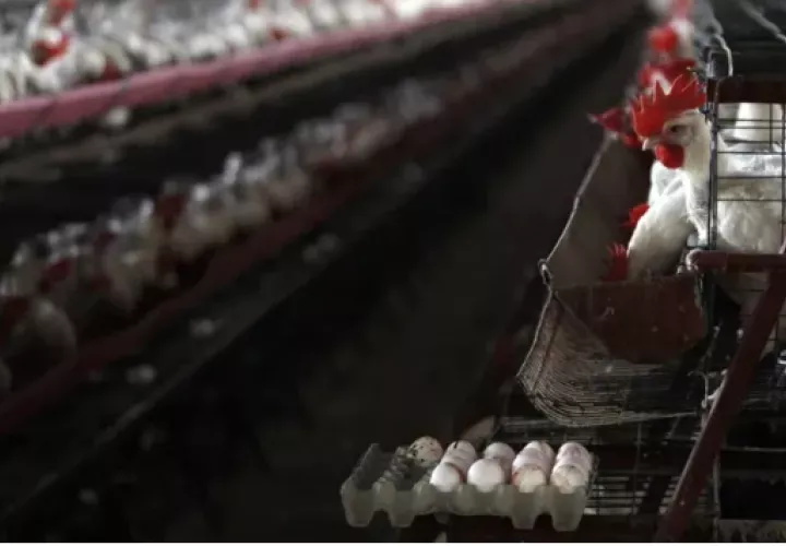Una granja de gallinas en una granja de México, país afectado por la gripe aviar. Foto: EFE