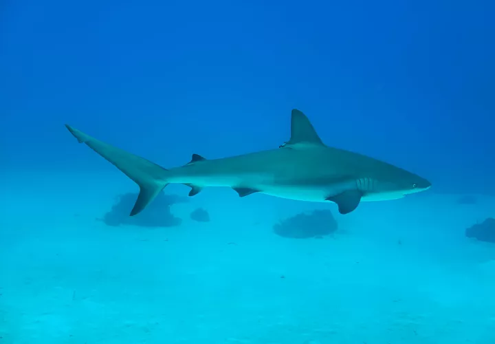Tiburón de arrecife del Caribe (Carcharhinus perezi). Foto: Christopher Avalos-Castillo