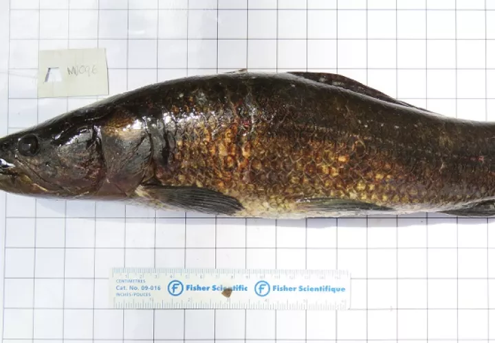  Pejeperro (Hoplias microlepis) del Lago Bayano. Foto: Cortesía