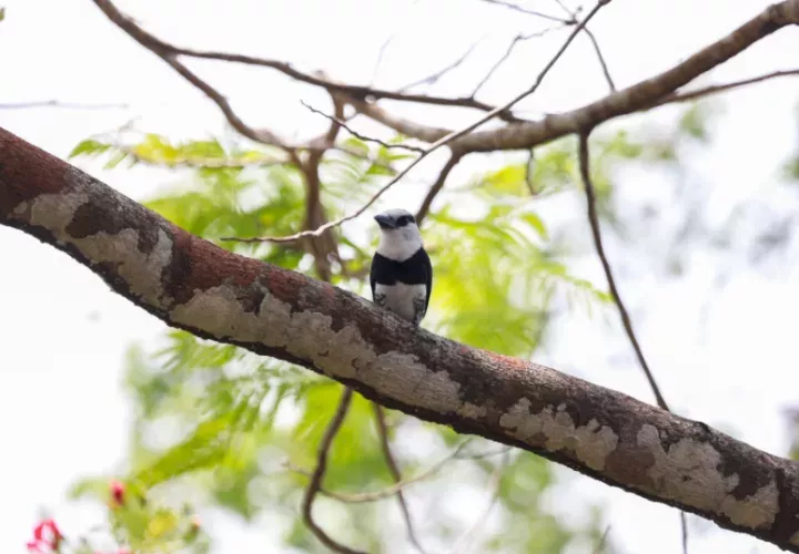 Global Big Day (GBD), la jornada mundial de observación de aves. Foto: Cortesía