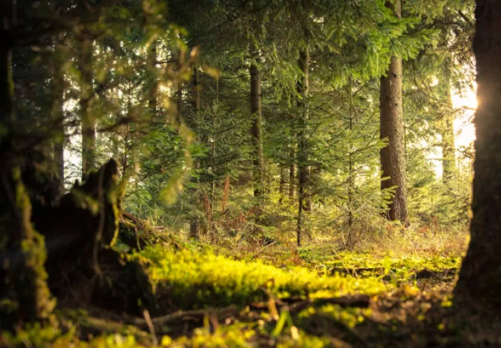 Los datos demostraron que los niveles de cortisol se redujeron de unos 4 a 2 nanogramos por mililitro en los individuos que estuvieron en el bosque. Foto: Pexels