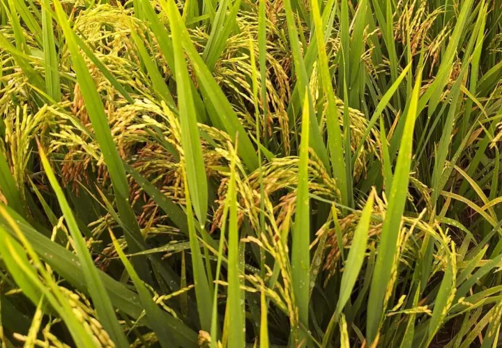 Sembradío de arroz.