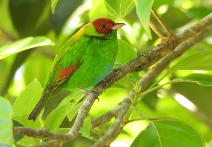 La iniciativa busca proteger especias de aves. 