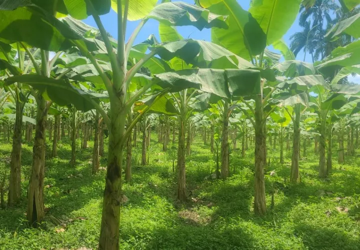 Supuesto hallazgo de cuerpos en estado de descomposión.