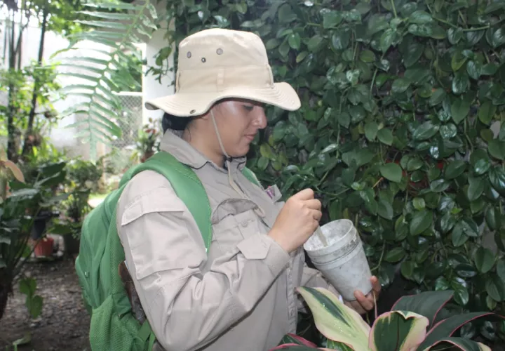 Repunte de casos de dengue en la ciudad capital.