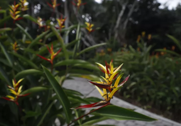 La certificación eleva a Summit del rol de parque municipal a la de un Centro de Conservación Ex-Situ de Plantas. Foto: Cortesía