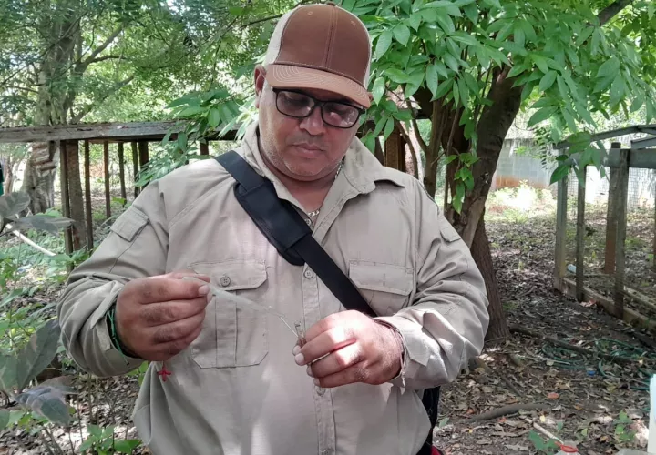 La batalla contra el mosquito Aedes continúa.