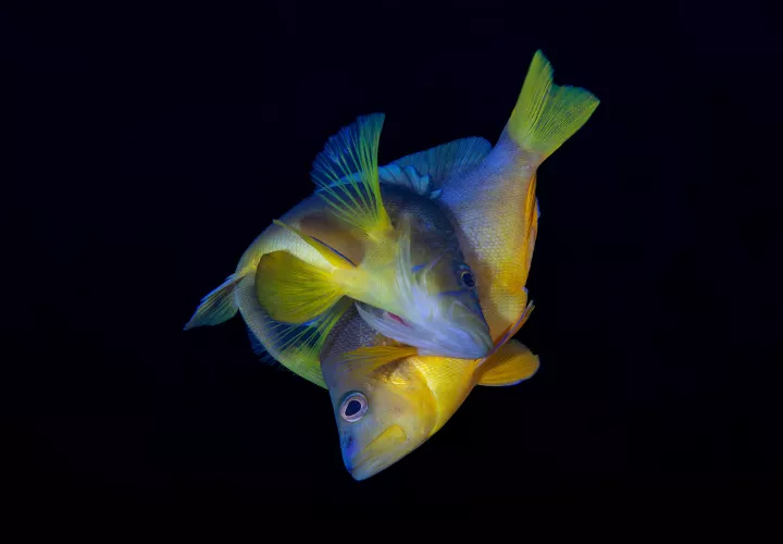 Dos peces vacas o meros de vientre amarillo (Hypoplectrus aberrans) desovando en Dominica. Foto: Crédito: ©Carlos & Allison Estapé