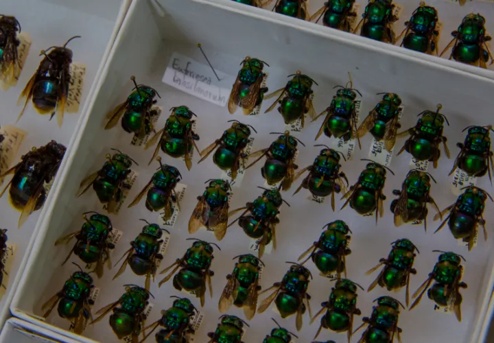 Las abejas de las orquídeas (Euglossini) son una de las familias de artrópodos donde pueden aparecer especies crípticas, porque las especies se parecen increíblemente.