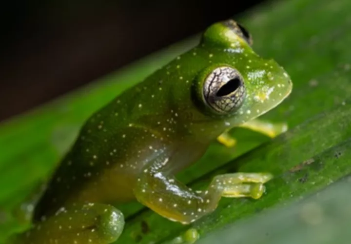 Una rana de cristal de Chiriquí en estado salvaje en Panamá. Foto: Smithsonian’s National Zoo