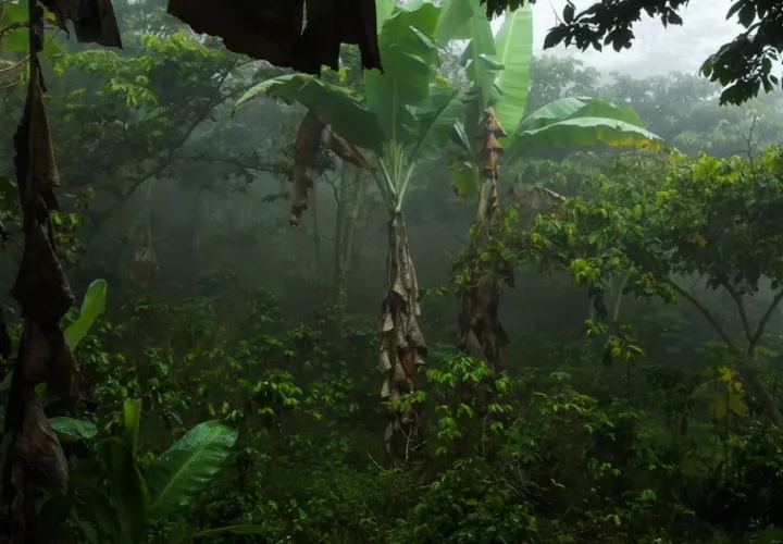 La diversidad de árboles en las fincas de café cultivado a la sombra las convierte en un refugio para la biodiversidad. Foto: Conservation Biology Institute y Zoológico del Smithsonian