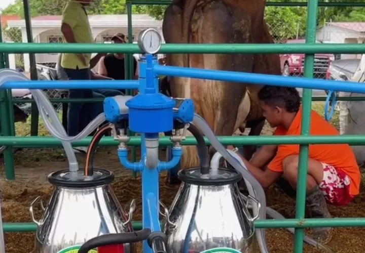 Se realizará un concurso de ordeño infantil y la tradicional cabalgata de caballitos de palo, que tendrá lugar el viernes 5 de septiembre.