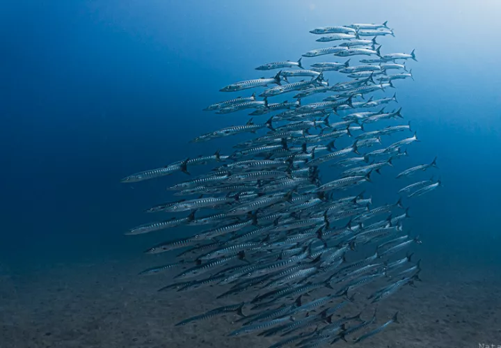 Los eventos de afloramiento sustentan pesquerías altamente productivas y ayudan a proteger los arrecifes de coral del estrés térmico. Foto: Natasha Hinojosa