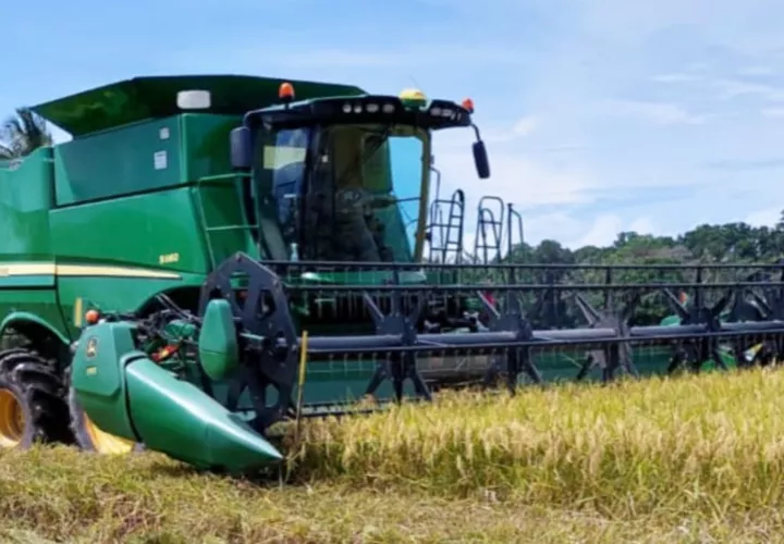 Nueva siembra de maíz.