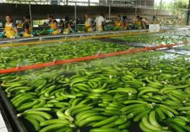 Retorno de Chiquita Brands a Panamá.