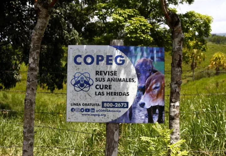 Trabajan para combatir el Gusano Barrenador. Foto: Cortesía 