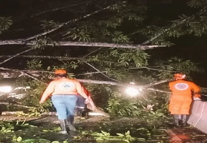 Caídas de árboles en las provincias de Chiriquí y Veraguas.