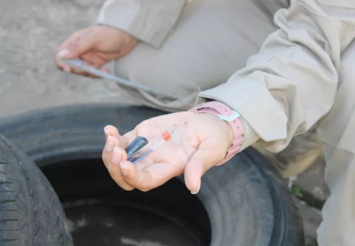 Más criaderos de mosquitos.