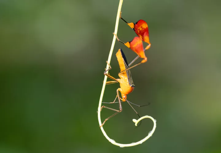 Insecto matador, Bitta alipes (antes Anisoscelis alipes). Foto:  Steven Paton