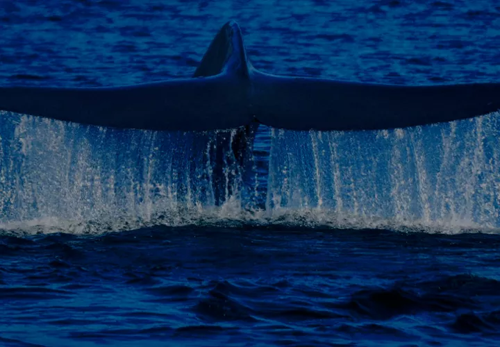 La ballena azul (Balaenoptera musculus). Foto: Rodrigo Hucke-Gaete
